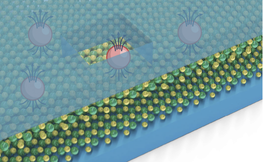 IQMD observed fractional quantum Hall effect in a high-mobility 2D semiconductor