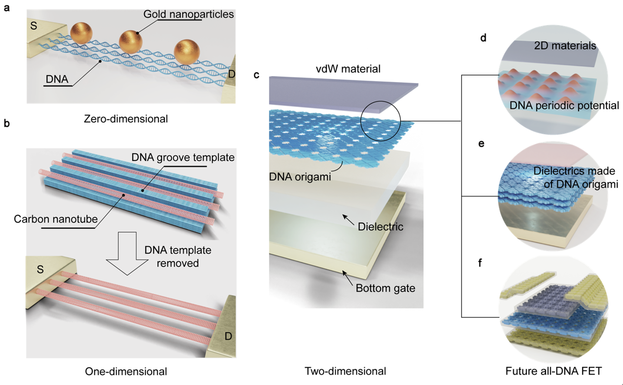 IQMD Achieves Modulation of 2D Electronic State Using DNA Origami Lattices